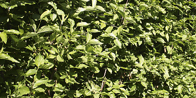 cornus mas detail 1 rgb