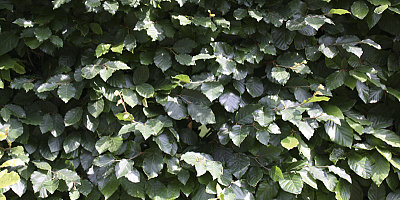 fagus sylvatica detail 1 rgb