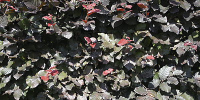 fagus sylvatica atropunicea detail 1 rgb