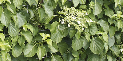 hydrangea anomala petiolaris detail 1 rgb