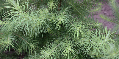 larix kaempferi detail rgb