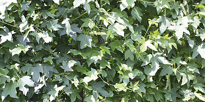 liquidambar styraciflua detail 1 rgb