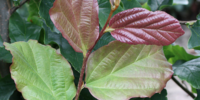 parrotia persica vanessa detail rgb