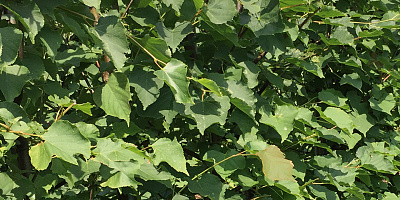 tilia cordata detail rgb