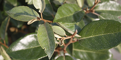 01 elaeagnus ebbingei detail 1 rgb