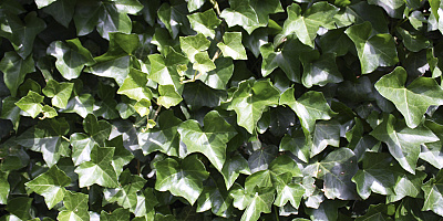 hedera hibernica detail 1 rgb