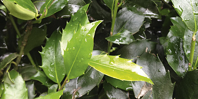 ilex meserveae blue maid detail 1 rgb