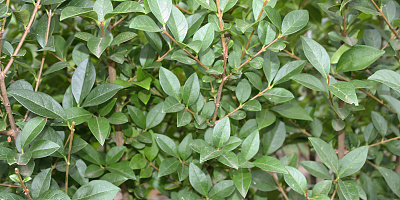 ligustrum ovalifolium detail rgb