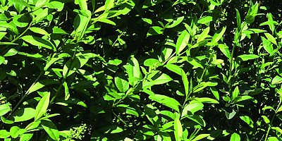 ligustrum vulgare atrovirens detail