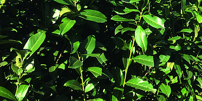 prunus laurocerasus genolia detail