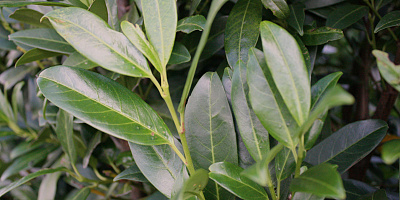 prunus laurocerasus herbergii detail rgb