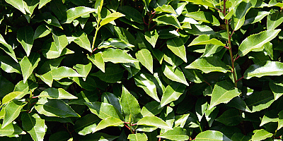prunus lusitanica angustifolia detail