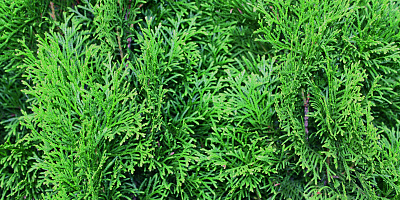 thuja occidentalis smaragd detail