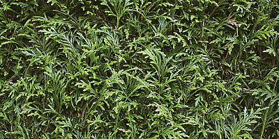 thuja plicata detail 1