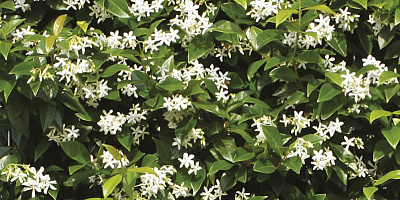 trachelospermum jasminoides detail 1 rgb