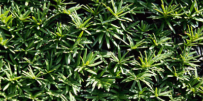 taxus baccata detail 1 rgb