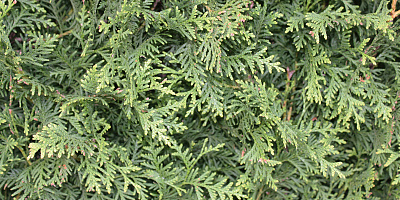 thuja occidentalis brabant detail rgb