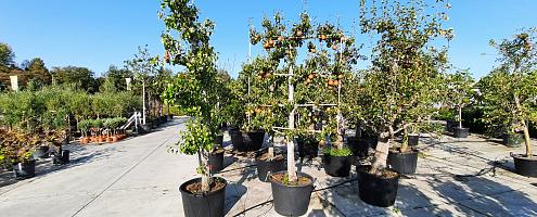 fruitbomen