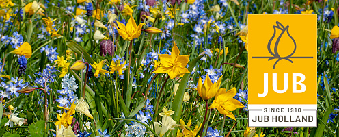 bloembollen jub2