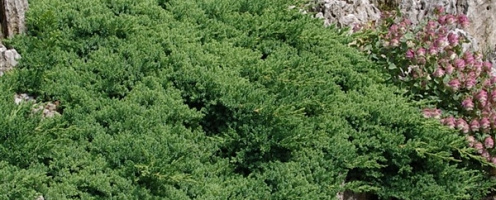 juniperus