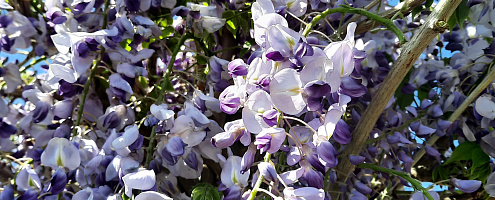 wisteria sinensis prolific