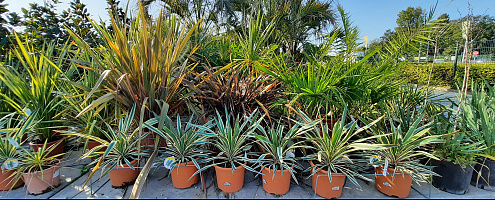 mediterraanse planten01