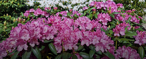 rhodo