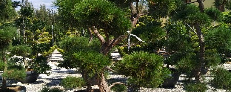 pinus sylvestris   250 300, cont, bonsai