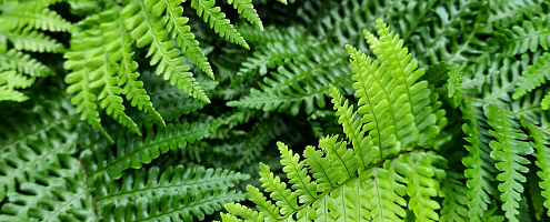 dryopteris crispa