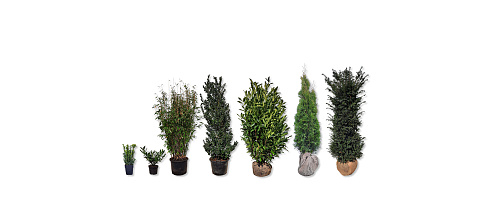 groenblijvende hagen 4