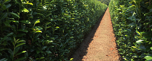 05prunus laurocerasus genolia 200cm summer