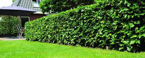 page 12 13 project nl classic garden 5