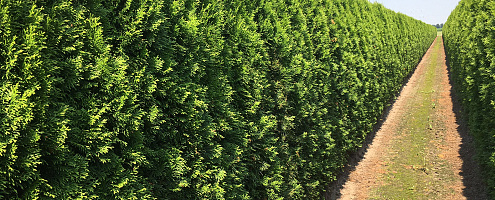 04 thuja occidentalis smaragd 200cm summer