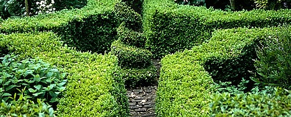buxus sempervirens