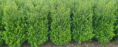ilex crenata caroline upright 80 100, kl, extra, perceel (2)