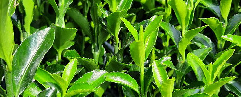 euonymus green spire