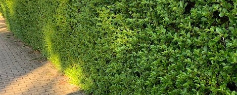 ligustrum ovalifolium2