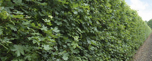 06 acer campestre summer rgb