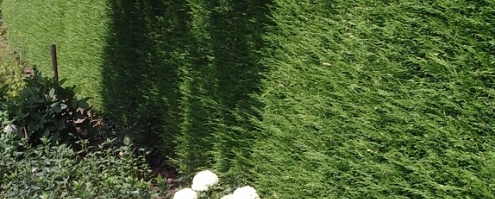 cupressocyparis leylandii 2