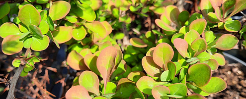 berberis thunbergii