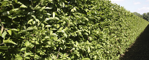 05 cornus mas summer rgb