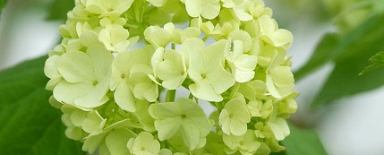 viburnum opulus roseum