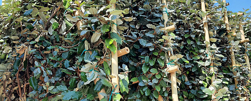 groenblijvende leibomen 1 