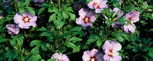 hibiscus syriacus oiseau bleu (2)