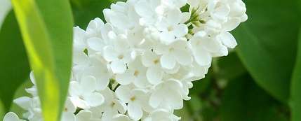 syringa vulgaris mme florent stepman