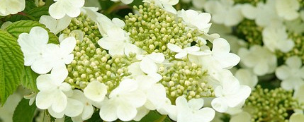 viburnum plicatum lanarth