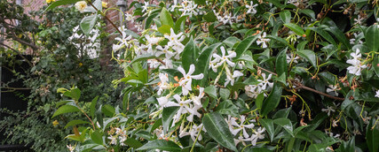 Toscaanse Jasmijn in bloei, opklimmend tegen muur