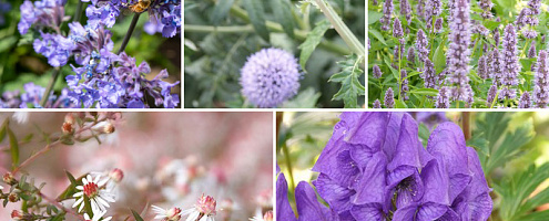 borderpakket vlinder en bijenmengsel