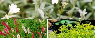 182155 bokbodem 2022 02 17 tag9 close up 6153548484cd65fa6c4bc0e964c886ef 1 