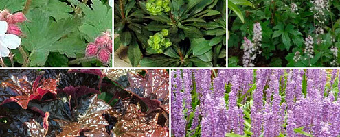 borderpakket strake schaduw mix